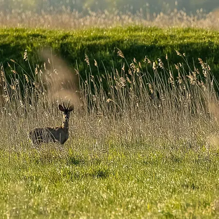 בית נופש Przytulny Nad Morzem רובי