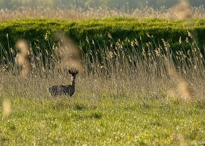 Ferienhaus Przytulny Nad Morzem Rowy (Pomerania)